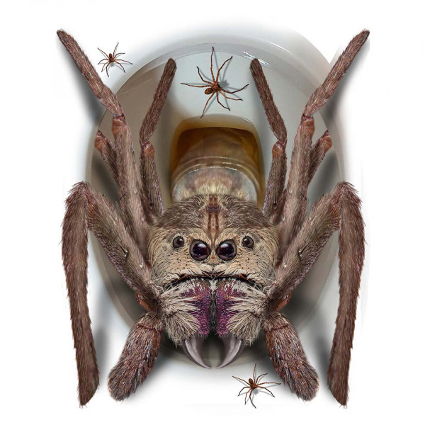 Aufkleber Spinne aus WC 06328